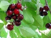 cherries