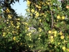 early-season