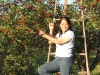 feliciana-picking