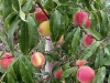 fresh-delicious-peaches